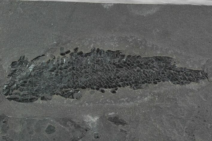 Devonian Lobed-Fin Fish (Osteolepis) - Scotland #98038